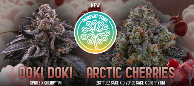 Perfect Tree - New Strains Summer 2025