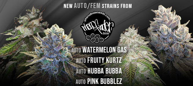 Pheno Finder - New Strains - AUTO