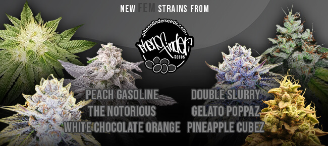 Pheno Finder - New Strains - FEM