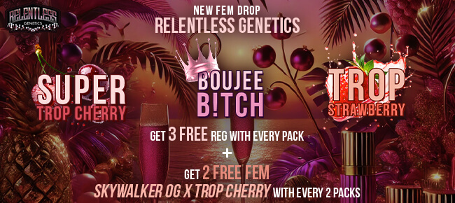 Relentless Genetics - Buy 2 Packs of New FEM Drop - Get 2 FEM Skywalker OG x Trop Cherry