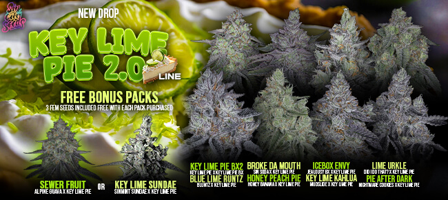 SinCity Seeds - Buy Any Key Lime Pie 2.0 Pack - Get 3 FEM Sewer Fruit or Key Lime Sundae