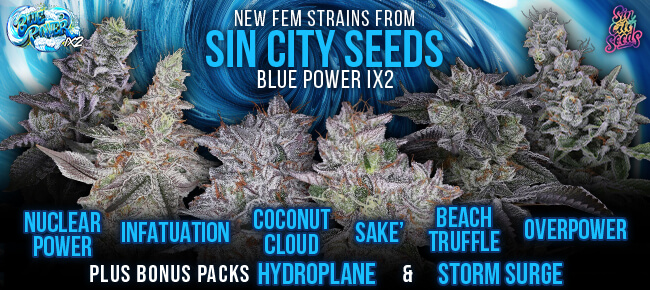 SinCity Seeds - Blue Power FEM Line New Drop
