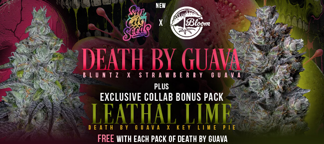SinCity Seeds - New Drop June 2026 - Death By Guava