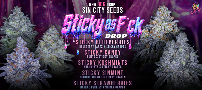 SinCity Seeds - New REG Drop - Sticky As Fuck Line