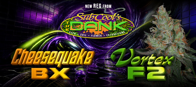 SubCool Seeds - New Drop - Cheesequake BX + Vortex F2