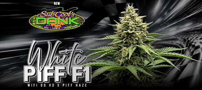 SubCool Seeds - New Drop - White Piff F1