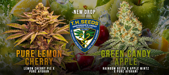 TH Seeds - New Drop - Pure Lemon Cherry + Green Candy Apple