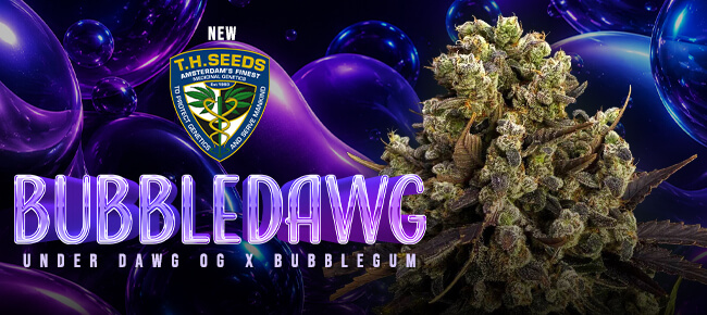 TH Seeds - New Drop June 2026 - BubbleDawg