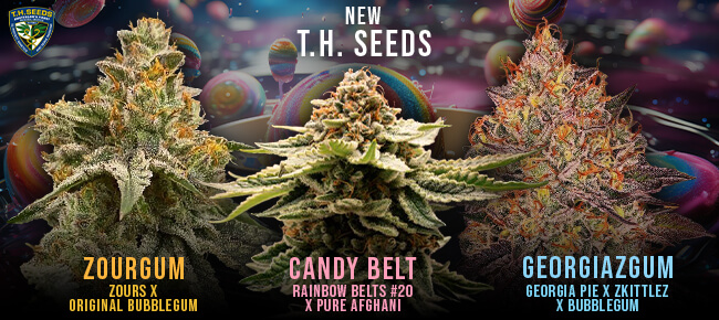 TH Seeds - New Strains - Zourgum, Candy Belt, GeorgiaZGum