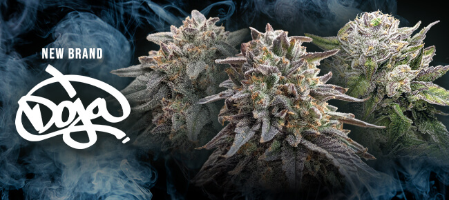 Doja Seeds - New Brand Announcement
