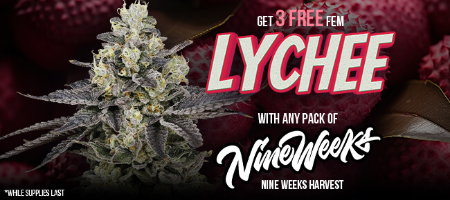 Nine Weeks Harvest - Buy Any Pack - Get 3 FEM Lychee