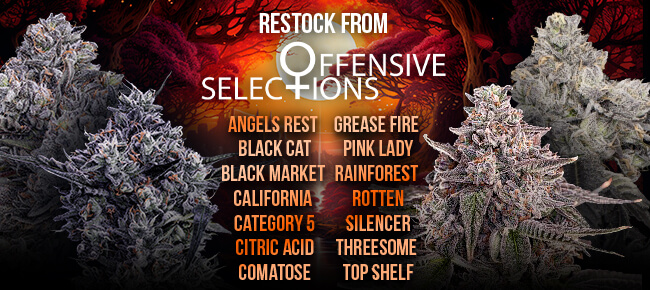 Offensive Selections - Restock