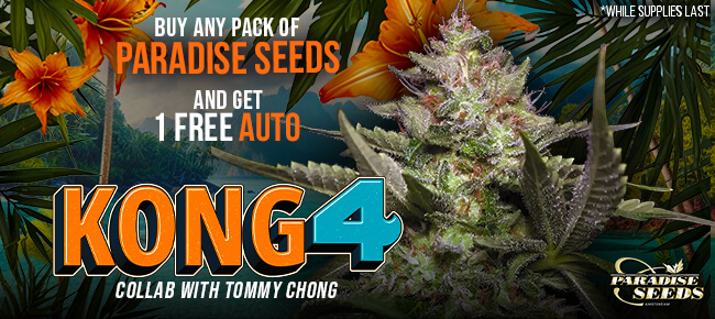 Paradise Seeds - Buy Any Pack - Get 1 FEM Kong 4 AUTO (Tommy Chong Collab)