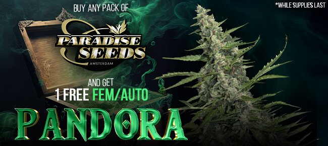 Paradise Seeds - Buy Any Pack - Get 1 FEM Pandora AUTO