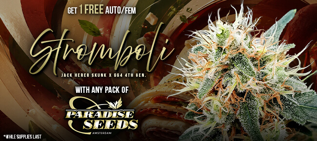 Paradise Seeds - Buy Any Pack - Get 1 Stromboli AUTO