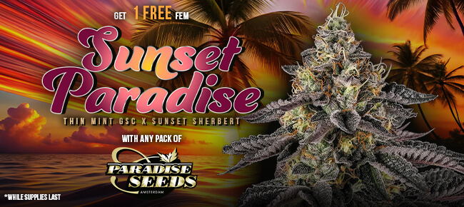 Paradise Seeds - Buy Any Pack - Get 1 FEM Sunset Paradise