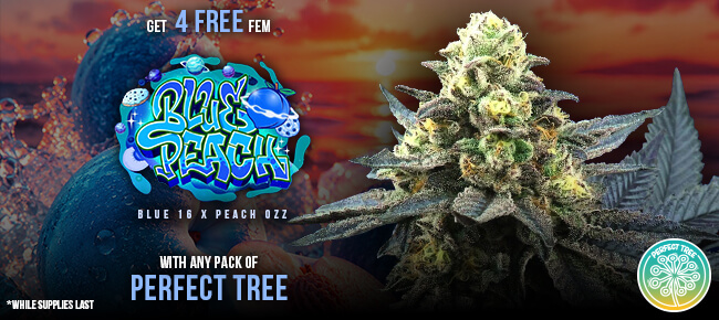 Perfect Tree - Buy Any Pack - Get 4 FEM Blue Peach