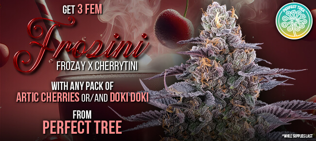 Perfect Tree - Buy Any Pack of Artic Cherries or Doki Doki - Get 3 FEM Frozini