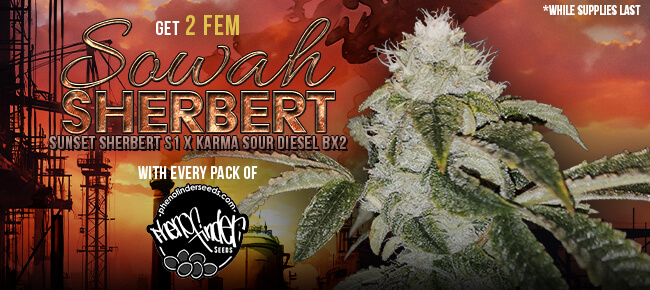 Pheno Finder - Buy Any Pack - Get 2 FEM Sowah Sherbert