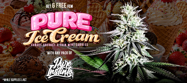 Pure Instinto - Buy Any Pack - Get 6 FEM Pure Ice Cream