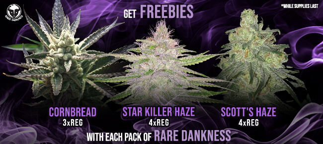 Rare Dankness - Buy Any Pack - Get EXTRA FREEBIES!
