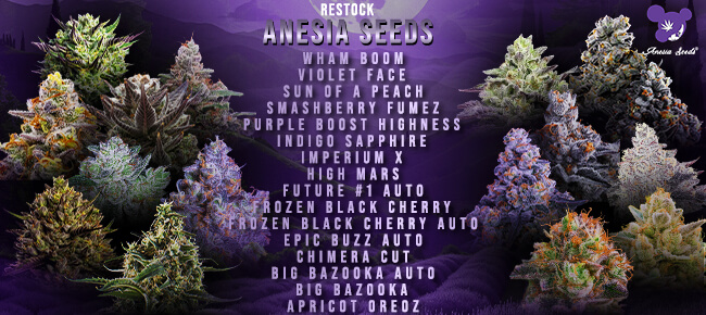 Anesia - Restock - Apr 2026