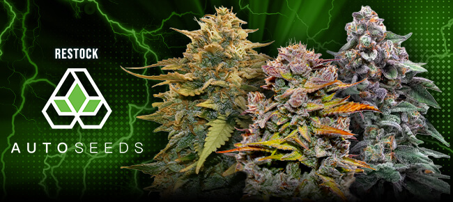 Auto Seeds - Restock May 2026