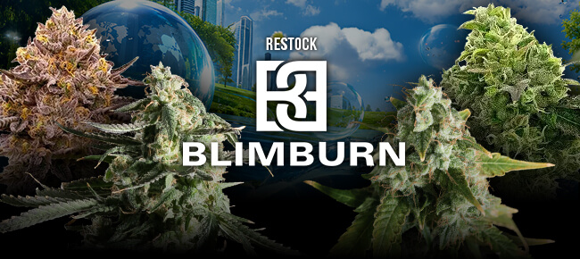 Blimburn - Restock - August 2026