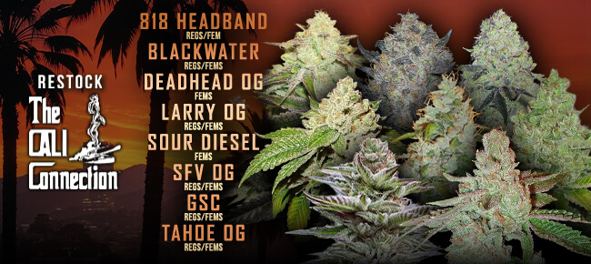 Cali Connection - Restock - Feb 2026