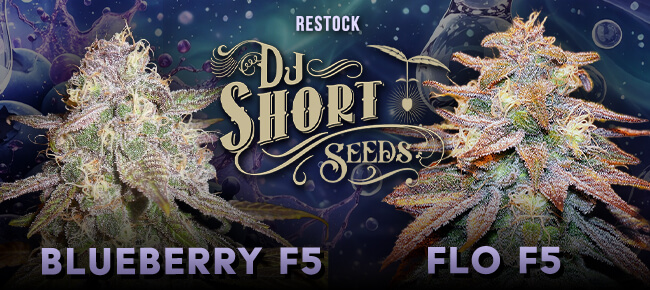 DJ Short - Restock - Blueberry F5 + Flo F5