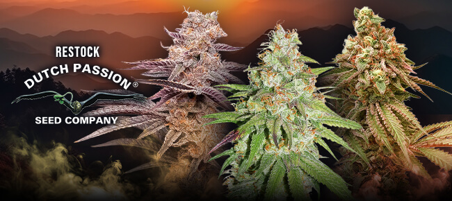 Dutch Passion - Restock - May 2026