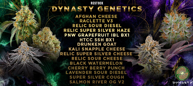 Dynasty Genetics - Restock September 2026