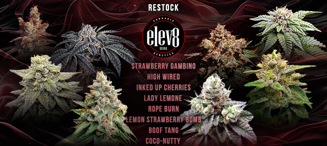 Elev8 Seeds - Restock - Mar 2026