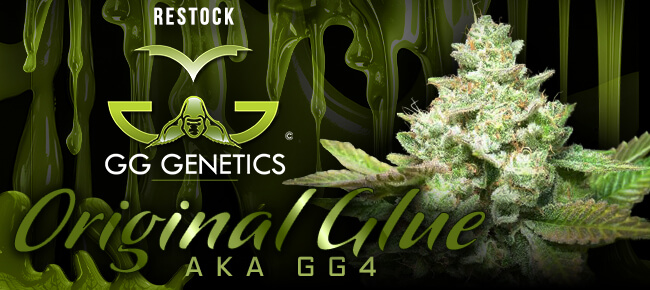 GG Genetics - Restock Feb 2026 - Original Glue GG4