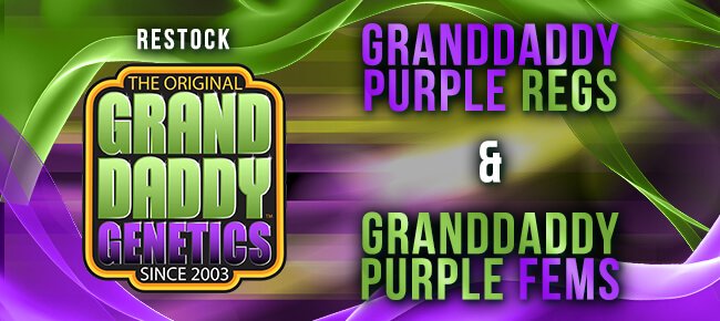 GrandDaddy Genetics - Restock