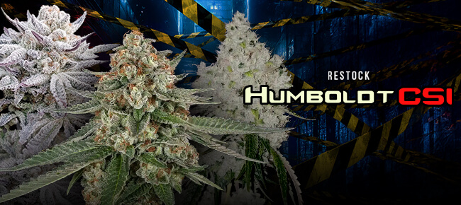 Humboldt CSI - Restock - August 2026