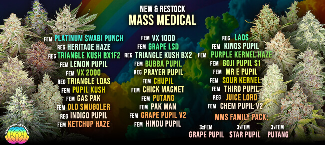 Mass Medical - Restock May 2026