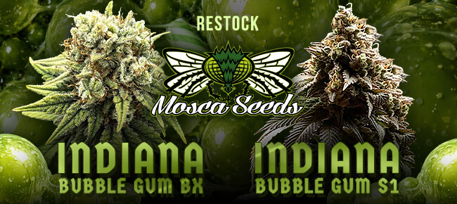 Mosca Seeds - Restock - Indiana Bubble Gum BX + S1
