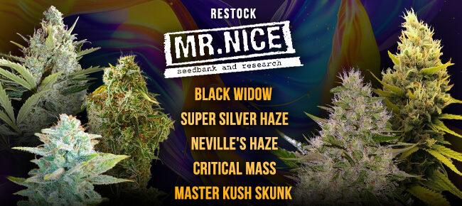 Mr. Nice - Restock Feb 2026