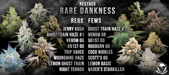 Rare Dankness - Restock Feb 2026