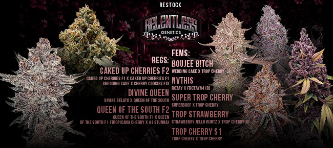 Relentless Genetics - Restock - August 2026