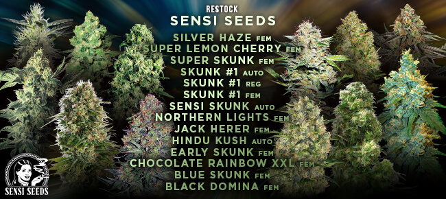 Sensi Seeds - Restock September 2026