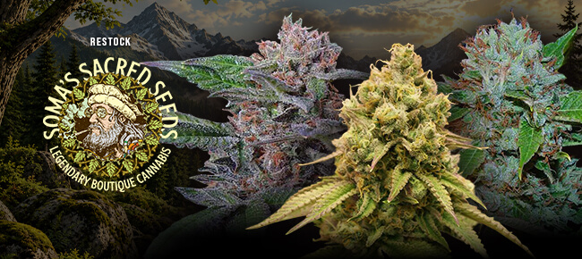 Soma Seeds - Restock September 2026