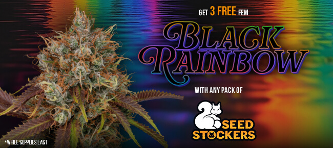 SeedStockers - Buy Any Pack - Get 3 FEM Black Rainbow