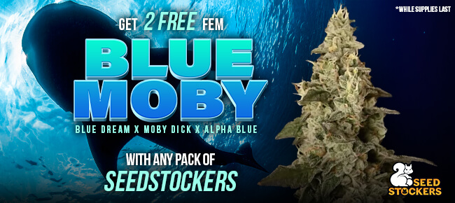 SeedStockers - Buy Any Pack - Get 2 FEM Blue Moby