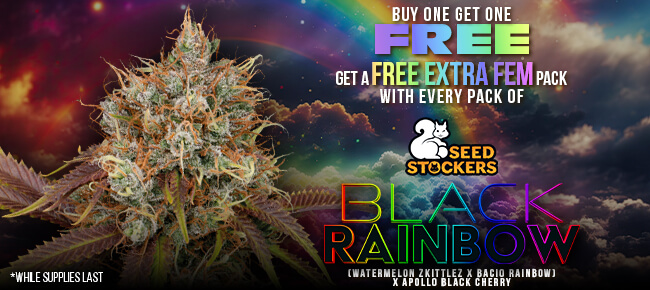 SeedStockers - Buy Any Pack of Black Rainbow - Get Extra Pack of Black Rainbow