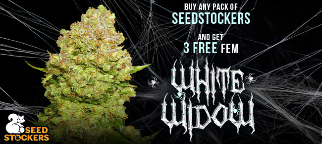 SeedStockers - Buy Any Pack - Get 3 FEM White Widow