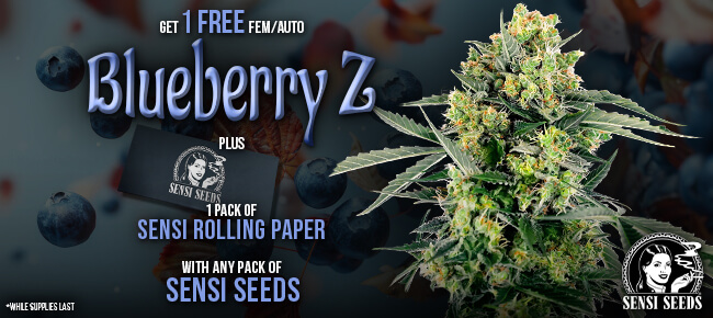 Sensi Seeds - Buy Any Pack - Get 1 Blueberry Z AUTO + Rolling Papers