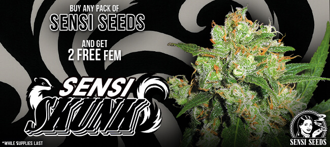 Sensi Seeds - Buy Any Pack - Get 2 FEM Sensi Skunk