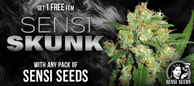 Sensi Seeds - Buy Any Pack - Get 1 FEM Sensi Skunk